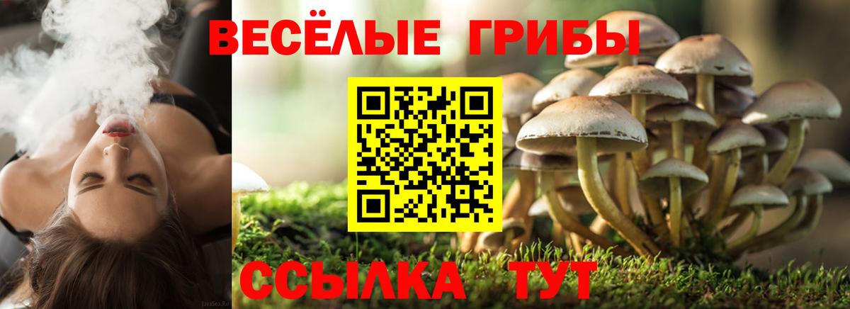 где купить   Псилоцибиновые грибы мицелий  Вход с VPN  Фрязино 